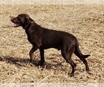 Small Photo #1 Labrador Retriever Puppy For Sale in OMAHA, NE, USA