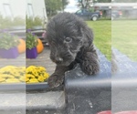 Small Photo #33 Aussiedoodle Puppy For Sale in RUSSELL, IA, USA