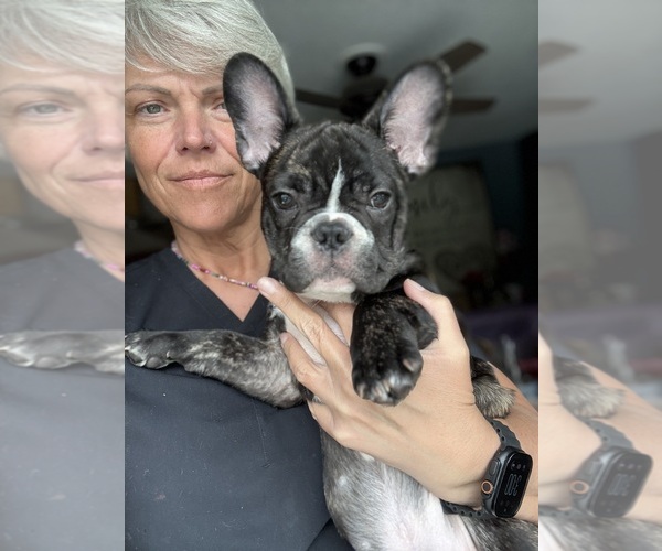 Medium Photo #4 French Bulldog Puppy For Sale in YORKTOWN, IN, USA