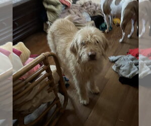 Arthur- smart spunky senior - Male Labradoodle Dog for Adoption - Photo #4