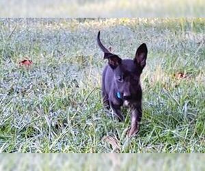 - Mix Dogs for adoption in Holly Hill, SC, USA