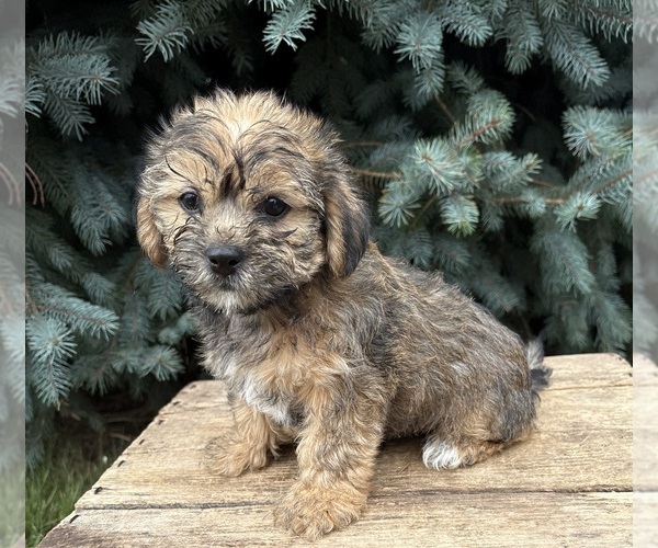 Medium Photo #4 Shorkie Tzu Puppy For Sale in MIDDLEBURY, IN, USA