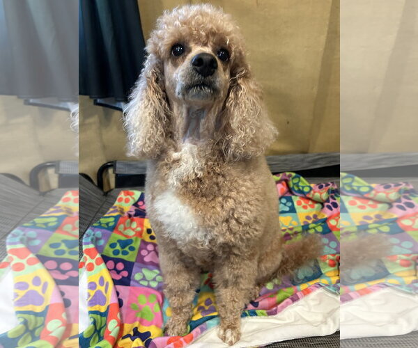 Medium Photo #1 Poodle (Miniature) Puppy For Sale in Pacolet, SC, USA