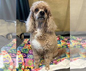 Poodle (Miniature) Dogs for adoption in Pacolet, SC, USA