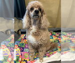 Small Poodle (Miniature)
