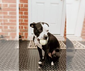American Boston Bull Terrier Dogs for adoption in COLUMBIA, MD, USA