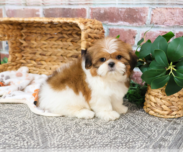 Medium Photo #4 Shih Tzu Puppy For Sale in SYRACUSE, IN, USA