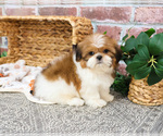 Small #3 Shih Tzu