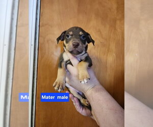 Mutt Dogs for adoption in Evansville, IN, USA