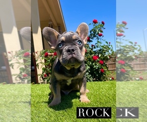 French Bulldog Puppy for Sale in TOMBALL, Texas USA