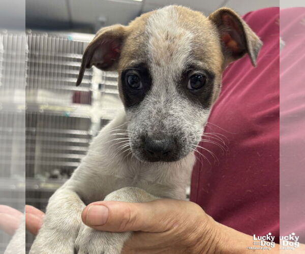 Medium Photo #1 Mutt Puppy For Sale in Washington, DC, USA