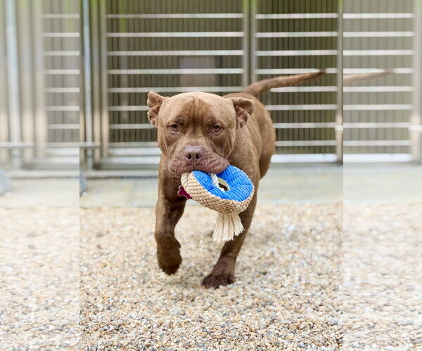 Medium Photo #3 Bulldog-Unknown Mix Puppy For Sale in West Cornwall, CT, USA