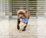Small #2 Bulldog Mix
