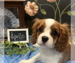 Cavalier King Charles Spaniel Puppy for sale in ABILENE, TX, USA