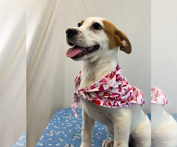 Medium Photo #1 Beagle-Unknown Mix Puppy For Sale in Dallas, TX, USA