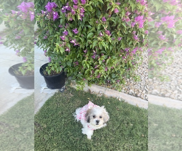 Medium Photo #8 Zuchon Puppy For Sale in LAS VEGAS, NV, USA