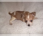 Small #3 Chihuahua
