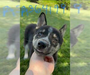 Mutt Dogs for adoption in Stockton, CA, USA