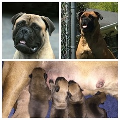 Mother of the Bullmastiff puppies born on 12/28/2017
