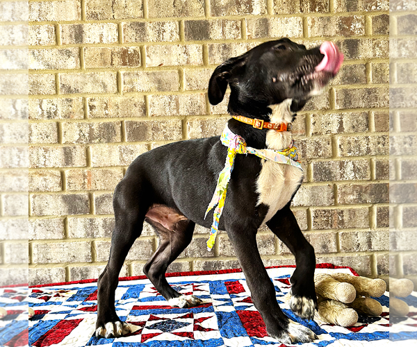 Medium Photo #4 Bulldog-Catahoula Leopard Dog Mix Puppy For Sale in Munford, TN, USA
