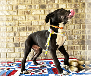 Curly - Male Bulldog-Catahoula Leopard Dog Mix Dog for Adoption - Photo #4