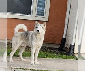 Huskies -Unknown Mix Dogs for adoption in San Antonio, TX, USA