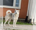 Small Huskies  Mix