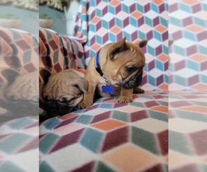 French Bulldog Puppy for sale in RICHMOND, KY, USA