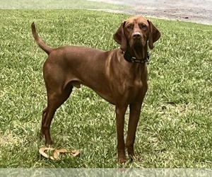 Father of the Vizsla puppies born on 05/13/2025