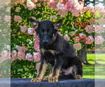 Small Photo #9 German Shepherd Dog Puppy For Sale in MUNNSVILLE, NY, USA