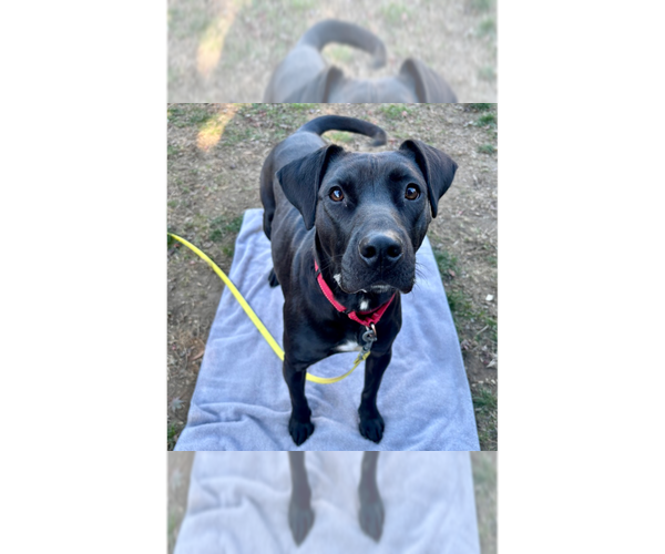 Medium Photo #5 Labrador Retriever-Unknown Mix Puppy For Sale in Brewster, NY, USA