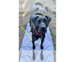Small #4 Labrador Retriever Mix