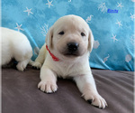 Small Photo #1 Labrador Retriever Puppy For Sale in PALM COAST, FL, USA
