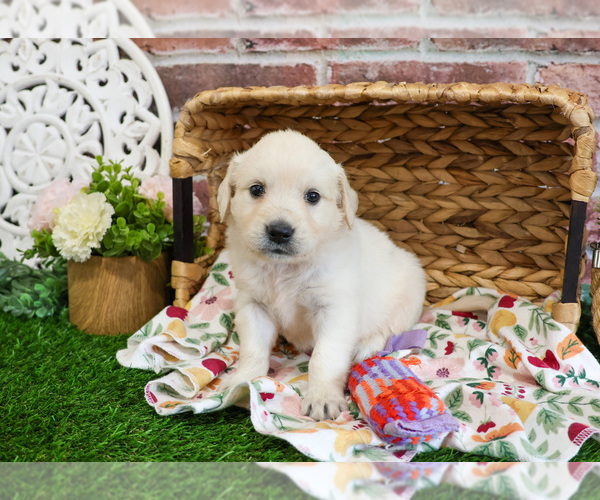 Medium Photo #4 Golden Retriever Puppy For Sale in SYRACUSE, IN, USA