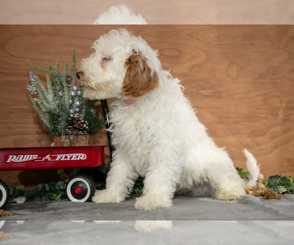 Medium Photo #19 Goldendoodle (Miniature) Puppy For Sale in WOLCOTTVILLE, IN, USA