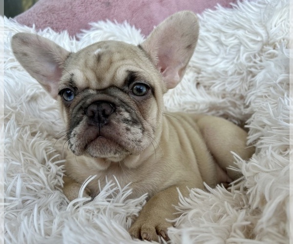 Medium Photo #3 French Bulldog Puppy For Sale in FORT LAUDERDALE, FL, USA
