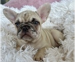 Small #2 French Bulldog