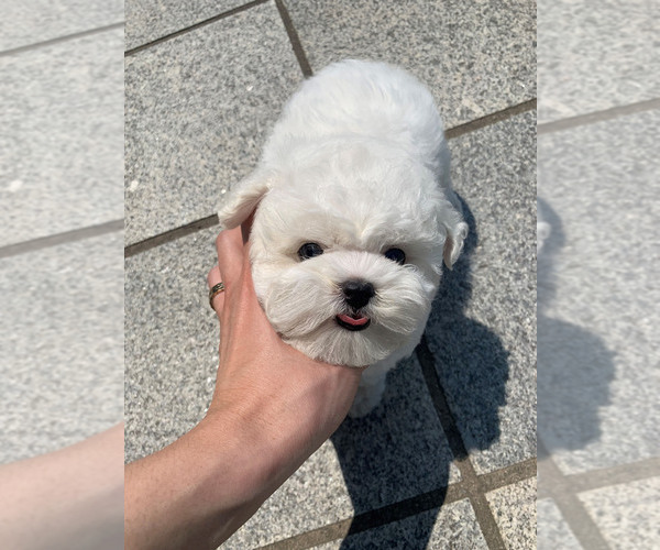 Medium Photo #1 Bichon Frise Puppy For Sale in Goyang-si, Gyeonggi-do, Korea, South