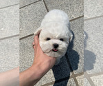 Small Photo #1 Bichon Frise Puppy For Sale in Goyang-si, Gyeonggi-do, Korea, South