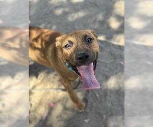 American Pit Bull Terrier-Unknown Mix Dogs for adoption in Santa Maria, CA, USA