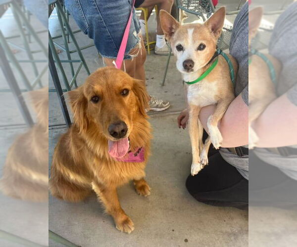 Medium Photo #3 Golden Retriever Puppy For Sale in Newport Beach, CA, USA