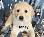 Puppy Honey Great Pyrenees