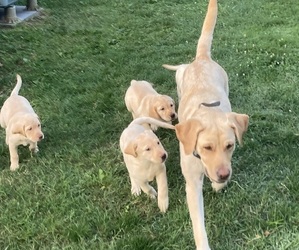 Labrador Retriever Puppy for sale in MIDDLE RIVER, MD, USA