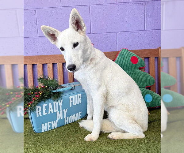 Medium Photo #2 Unknown-white german shepherd Mix Puppy For Sale in Genesee, WI, USA