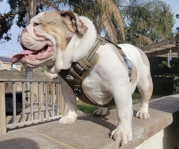 Medium Photo #1 English Bulldog Puppy For Sale in CORONA, CA, USA
