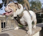 Small Photo #1 English Bulldog Puppy For Sale in CORONA, CA, USA