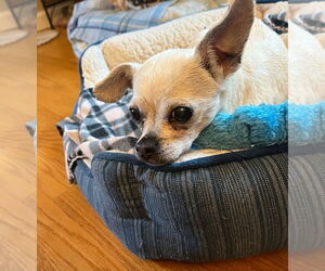 Chihuahua Dogs for adoption in South Bend, IN, USA
