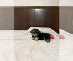 Small Maltipoo-Yorkshire Terrier Mix