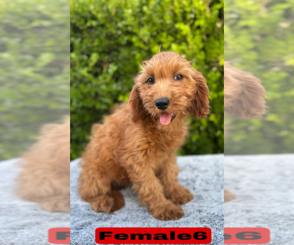 Medium Photo #17 Goldendoodle (Miniature) Puppy For Sale in BAKERSFIELD, CA, USA