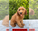 Small #16 Goldendoodle (Miniature)